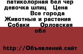 патиколорная бел/чер девочка шпиц › Цена ­ 15 000 - Все города Животные и растения » Собаки   . Орловская обл.